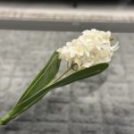 White Hyacinth Stem